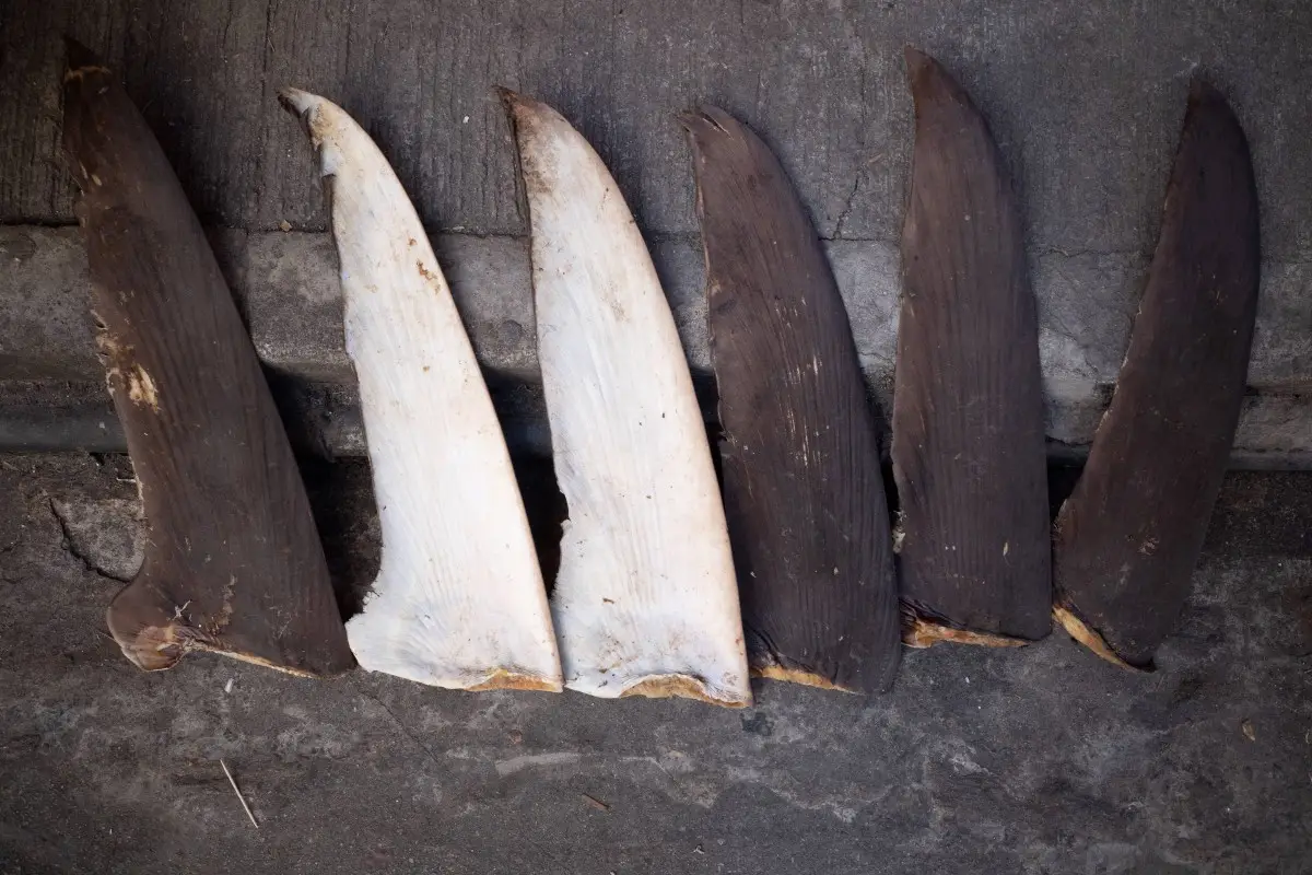 Le port de Dakar, plaque tournante du trafic d'ailerons de requins