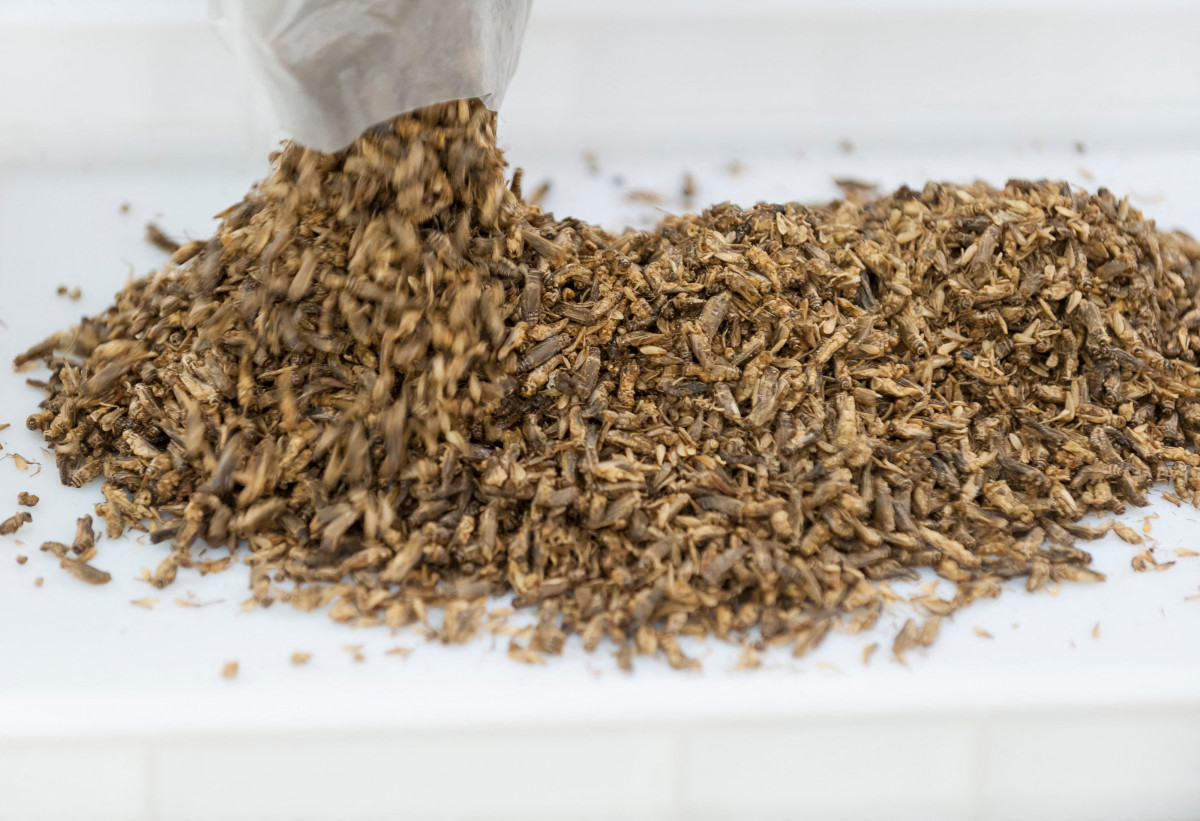 Farine d’insectes: «les consommateurs occidentaux ne sont pas prêts»
